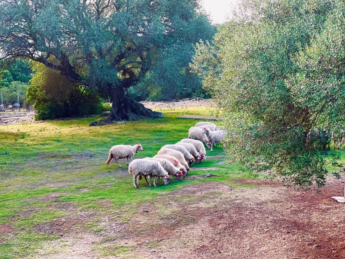 Villa Agriturismo Conca' E Janas à Dorgali Extérieur photo